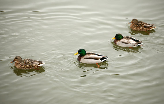 four ducks on water
