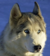 chien husky