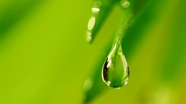 waterdrop from grass