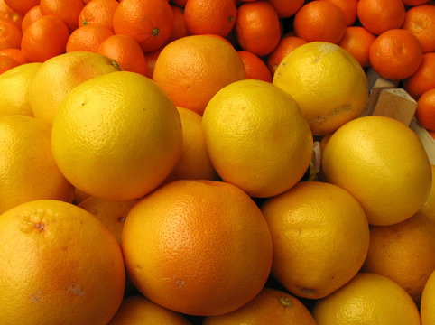 Grapefruits and oranges