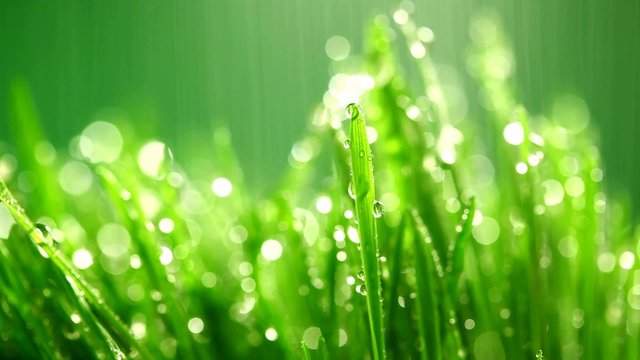 grass under rain