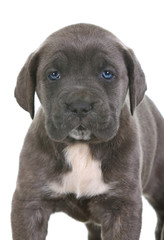 Obraz premium puppy italian mastiff cane corso