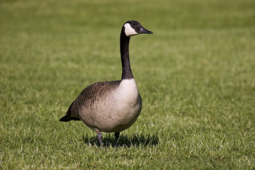 Walking goose