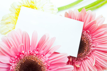 blank card with gerber flower