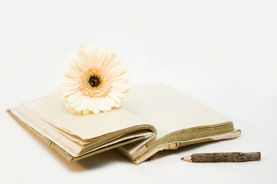 Diary with opened sheets and biege flower