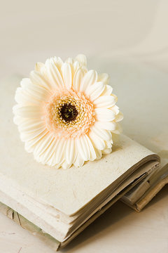 Diary with opened sheets and biege flower
