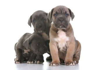 puppy italian mastiff cane corso © Vladimir Mucibabic