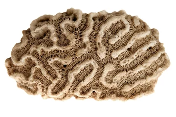 Printed roller blinds Diving brain caribbean coral