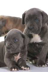 puppy italian mastiff cane corso