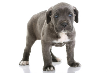 puppy italian mastiff cane corso