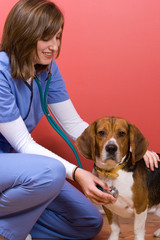 Vet Checkup