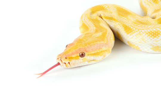 Albino Python