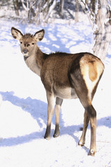 looking roe-doe in winter on snow