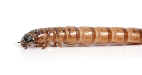 mealworm
