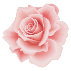Vector Isolated Beautiful Pink Rose on the White Background