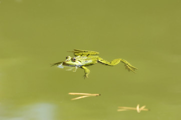 Grenouille