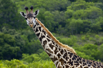 Giraffa