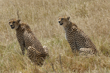 cheetah