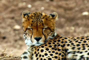 Cheetah