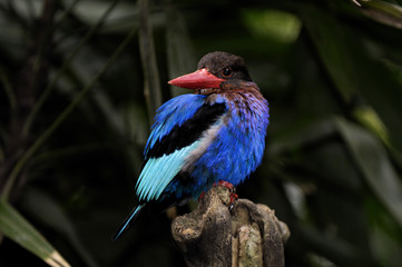 kingfisher