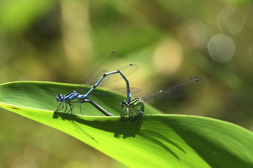Gemeine Binsenjungfer, Kopulation