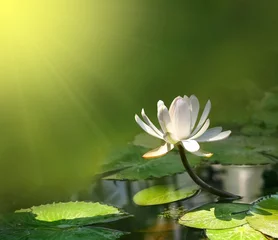 Rolgordijnen Lotusbloem Lily flower on a green background