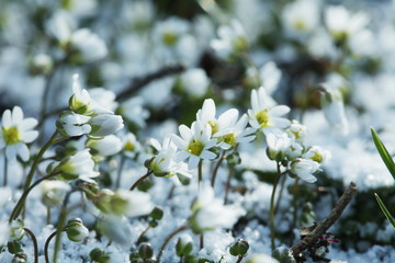 Small flowers
