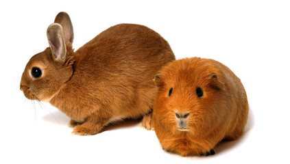 lapin et cobaye