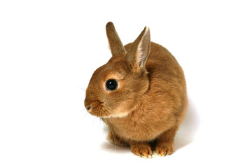 jeune lapin sur fond blanc