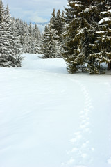 Fir trees on winter mountain
