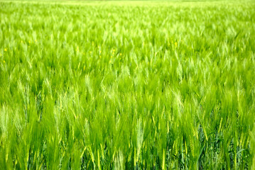 Bright green field of wheat