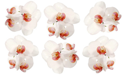Frise d'Orchidées blanches sur fond blanc