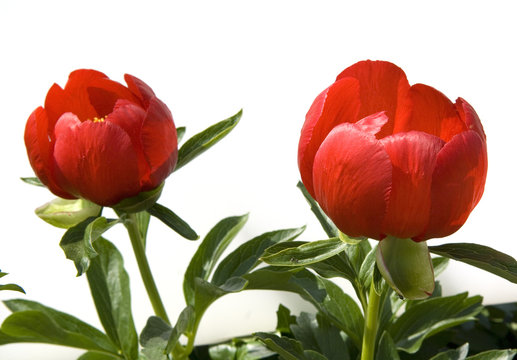 Fototapeta Pfingstrosen, Paeonia peregrina,