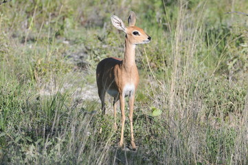 afrikanischer Steinbock im Etosha National Park Namibia