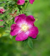 Wildrose; Rosa gymnocarpa
