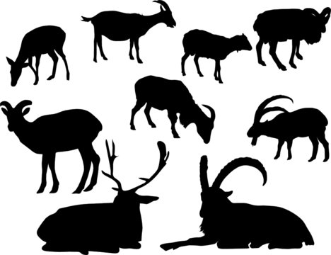 silhouette of horned animal,deer and goats