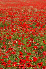 Champs de coquelicots - Alpes de Haute Provence, France