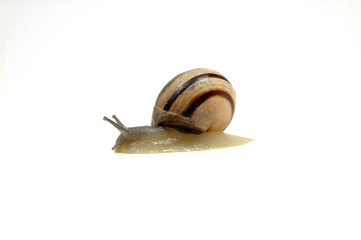 Caracol