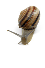 Caracol