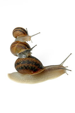 Caracoles