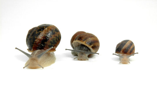 Caracoles