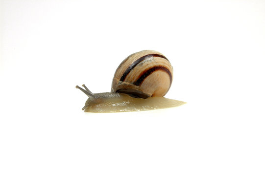 Caracol