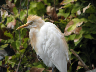 cattle egret