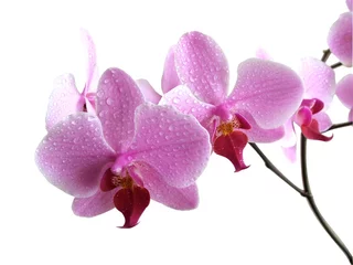 Photo sur Plexiglas Orchidée Fleur d& 39 aplectre