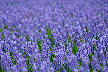 Fototapeta na wymiar Naturalne tło: Bluebells