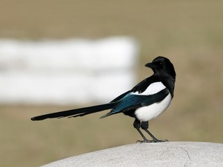 European magpie perched on a concrete bar