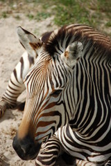 Fototapeta na wymiar Zebra chilling