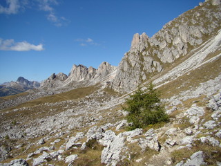 samotne drzewa na zboczu alpejskim