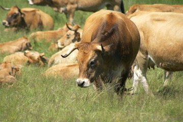 vaches aubrac