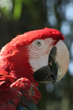 Red and green parriot